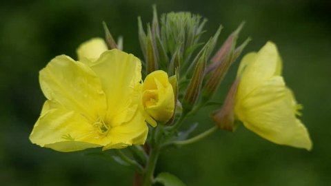 Four evening primrose (oenothera biennis) open up their blossoms in time lapse (quick).
