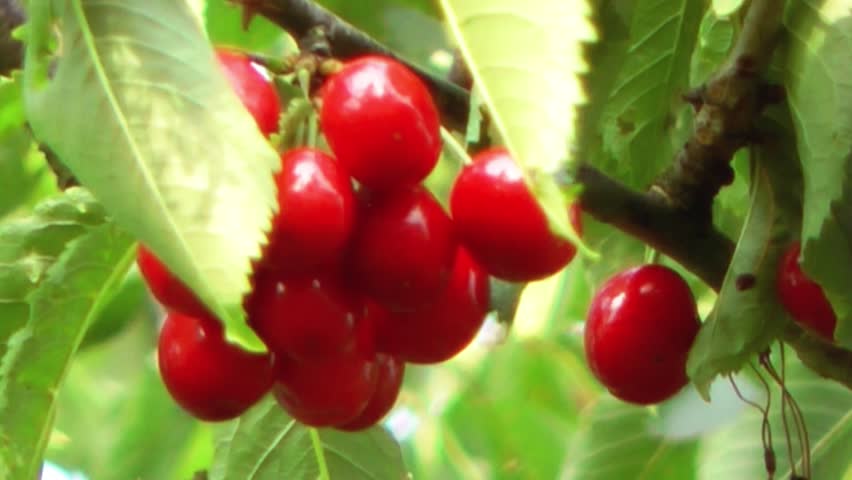 Ripe red cherries hanging on a tree