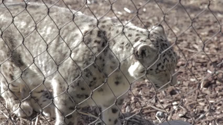 A beautiful snow leopard in captivity at the zoo