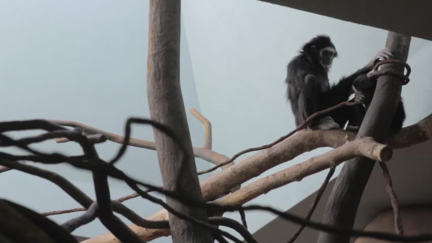 Monkeys in the zoo