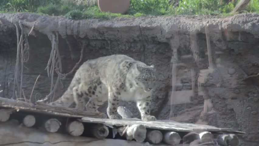 A beautiful snow leopard in captivity at the zoo