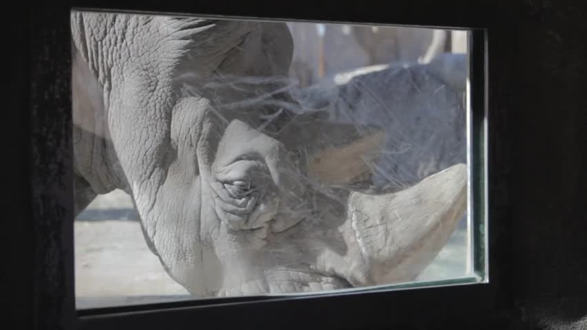 A rhinoceros at a zoo