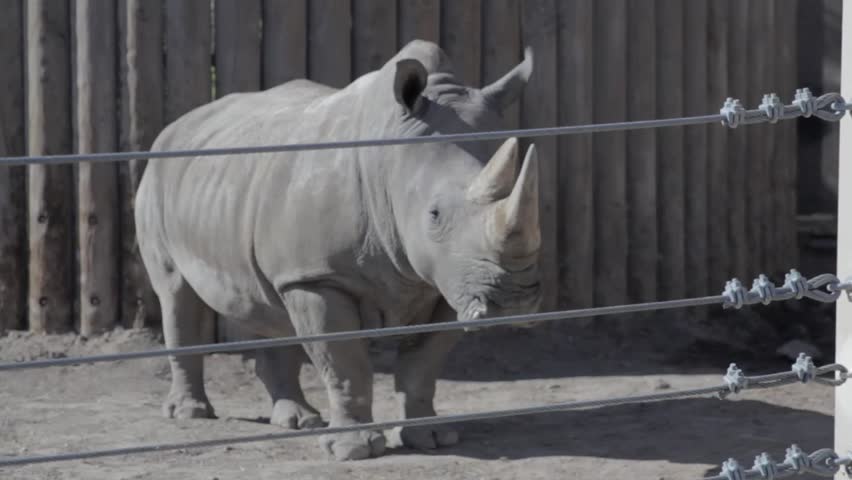 A rhinoceros at a zoo