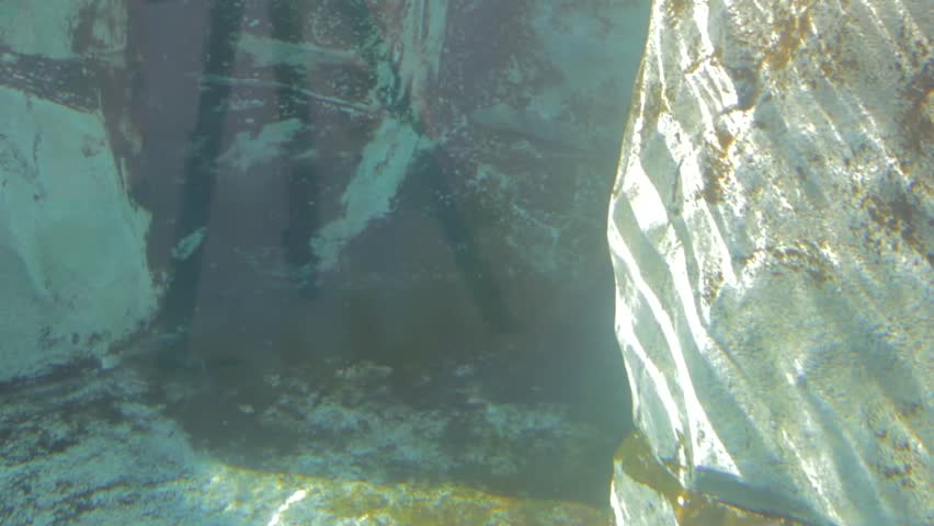 A seal swimming in an aquarium at a zoo