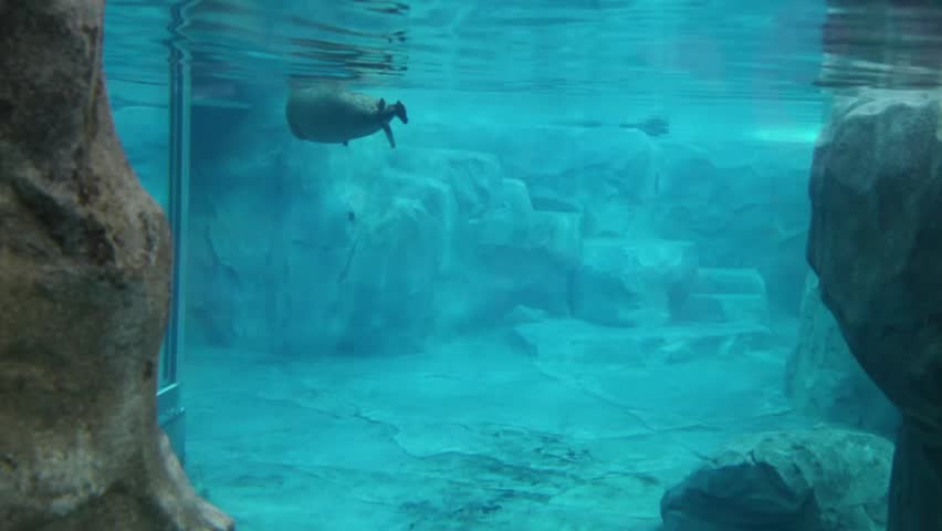 A seal swimming in an aquarium at a zoo
