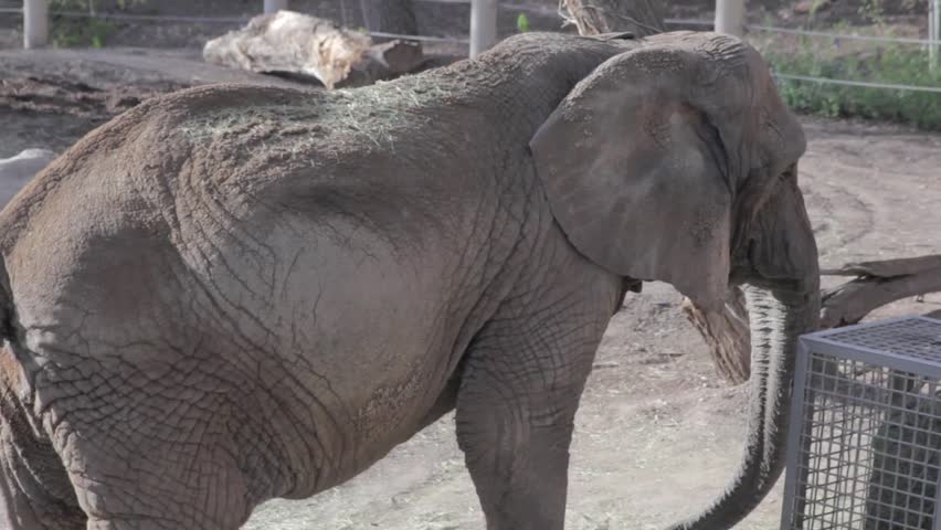 Elephants in a zoo