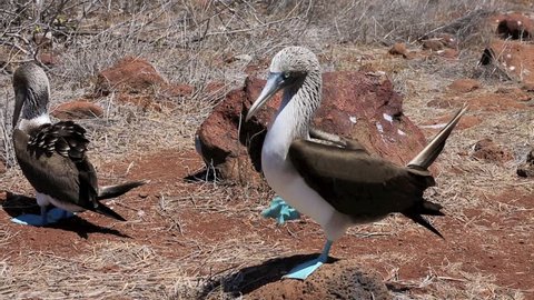 Blue footed booby mating dance on North Seymour Island in the Galapagos Islands