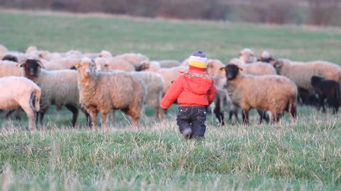 Baby child stepping to herd of sheep
