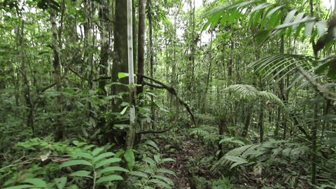 Walking through a tangle of lianas in tropical rainforest in the Ecuadorian Amazon