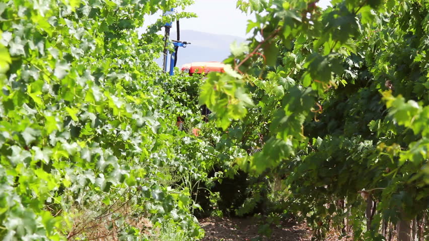 Mechanical vine trimming being performed in a vineyard.