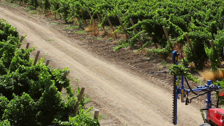 Mechanical vine trimming being performed in a vineyard.