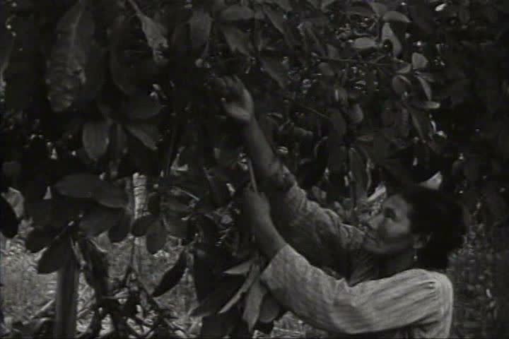 1940s - Harvesting rubber in the Amazon in 1941.