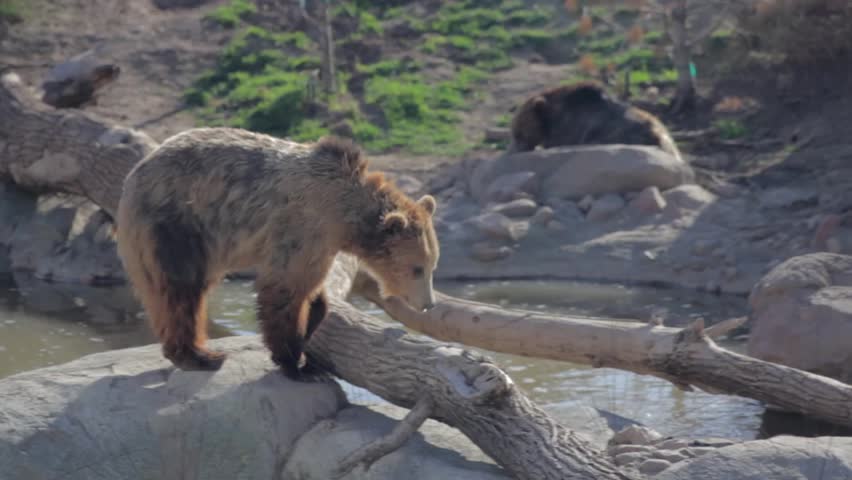 A grizzly bear walking around
