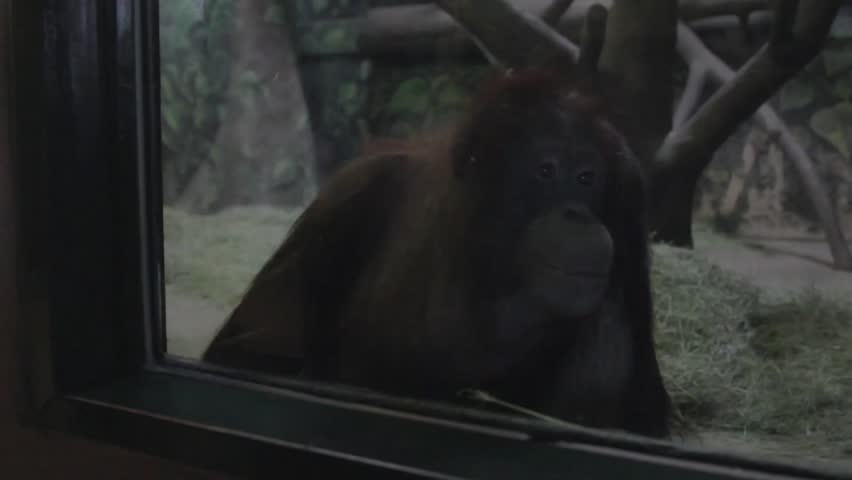 A gorilla at the zoo