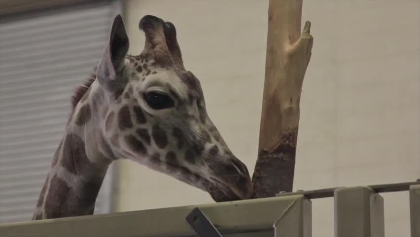 A giraffe at the zoo