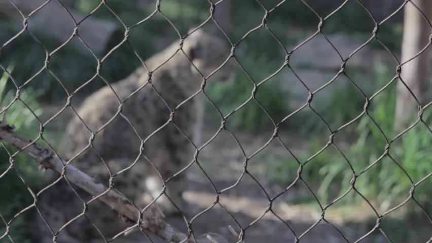 A leopard in captivity at the zoo