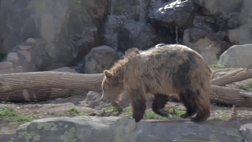 A grizzly bear walking around
