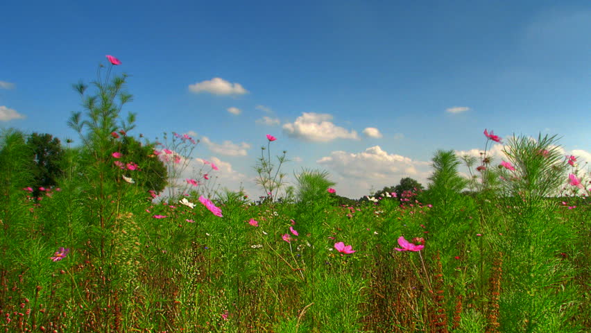 Blue sky over flower fields, HD motion time lapse clip, high dynamic range