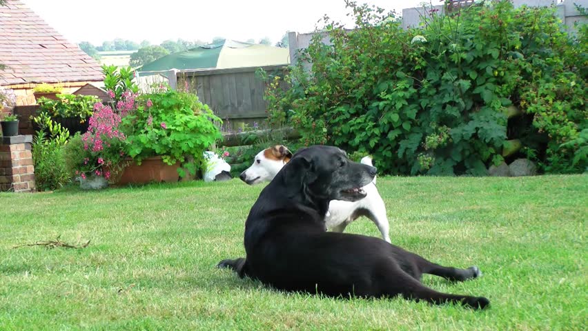 Jack Russell and Labrador play fighting, then exit out of shot