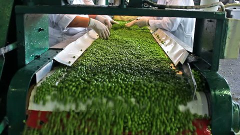peas processing factory ; workers on the conveyor belt control the quality of of raw peas before going to processing, video clip