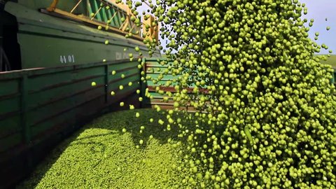 pouring peas ; tipping peas from the combine to the tractor trailer,video clip