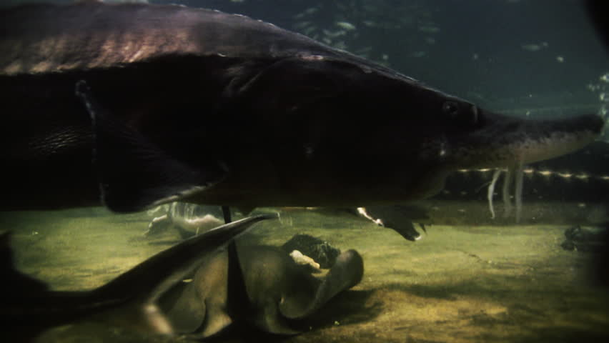 Underwater footage of various fishes and sting ray