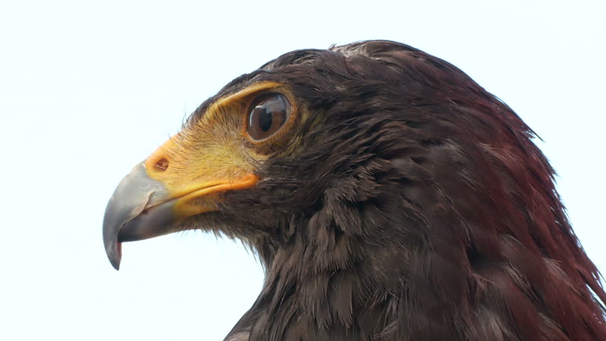 Golden eagle portrait close up