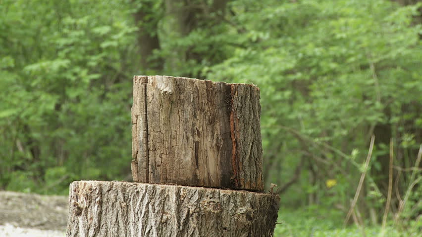 Close up of a log being split in two with an axe.  Overcranked slow motion.