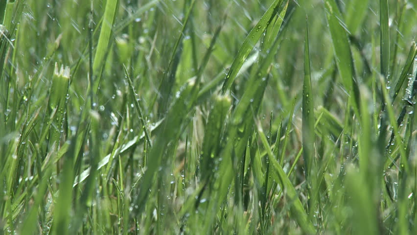 Small drops of rain caught with a high shutter speed as they fall on grass. 