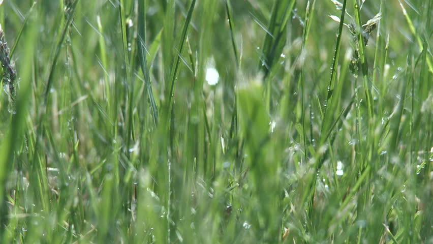 Tight close up of water falling on grass.  Dolly shot from left to right.