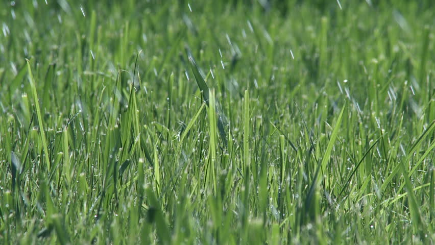 Small drops of rain caught with a high shutter speed as they fall on grass. 