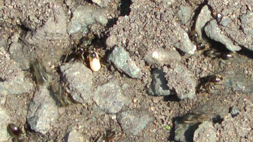 Ants work at moving their eggs after being disturbed from the rock they were