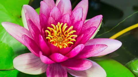 Time lapse opening of water lily flower.Lotus flower