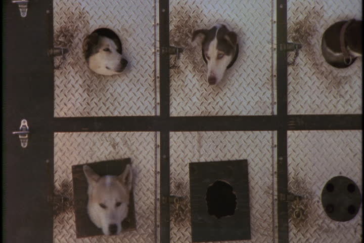 Sled dogs peeking out from their carriers on board truck.