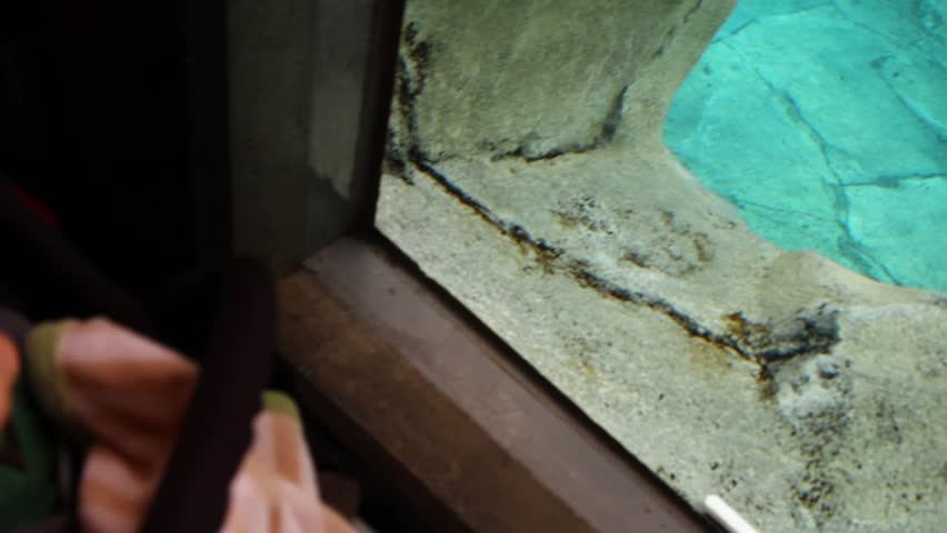 A toddler watching a seal in an aquarium at a zoo