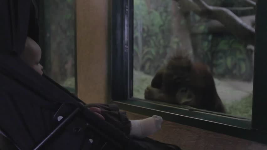 A baby boy in a stroller looking at the gorillas and monkeys in the zoo