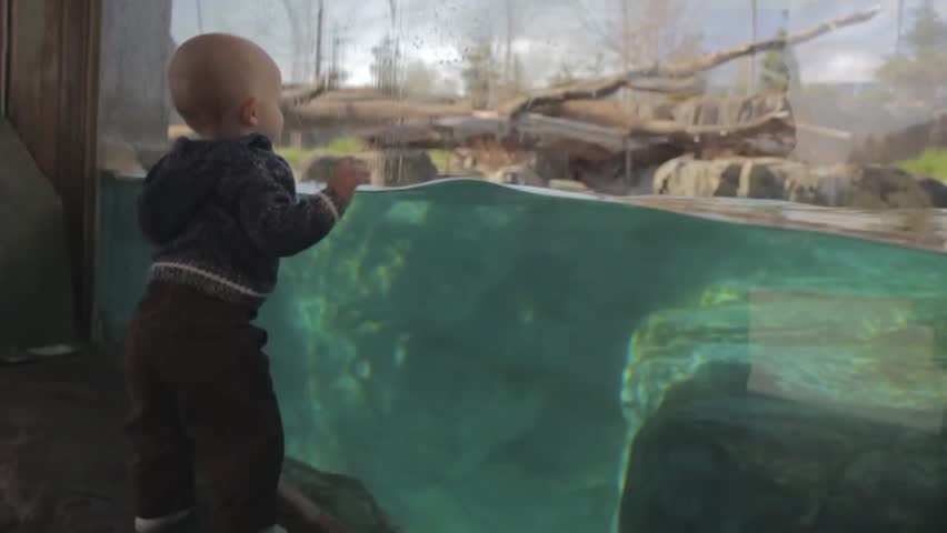 A little boy watching a polar bear swim in water at the zoo