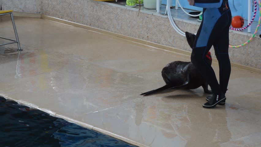  Fur Seal playing in circus