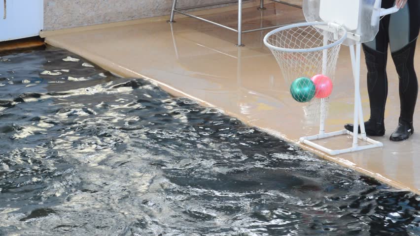 dolphins playing