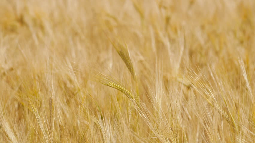 Field of ripening barley