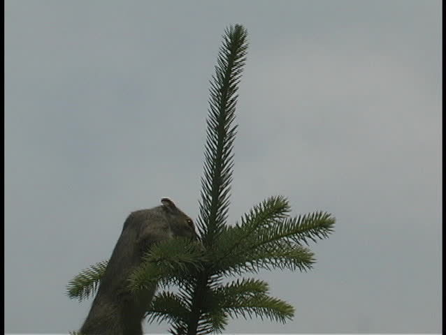 Squirrel Climbs to Top of Tree