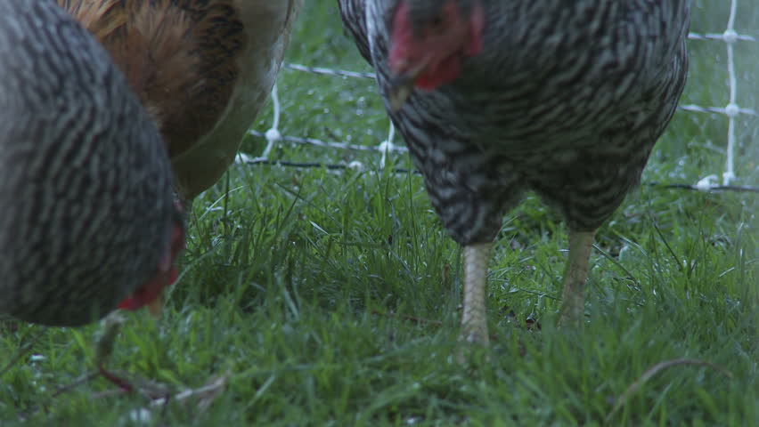 Close up on a chicken pecking for food in a yard.