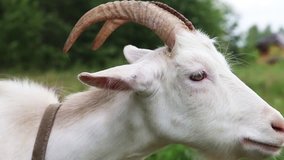 White nanny goat
