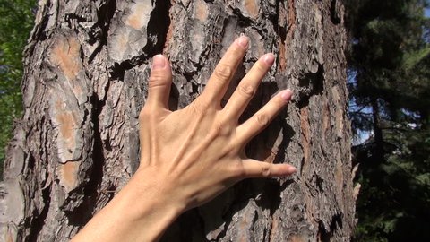 woman hand touching trunk cork tree at a park in Madrid
