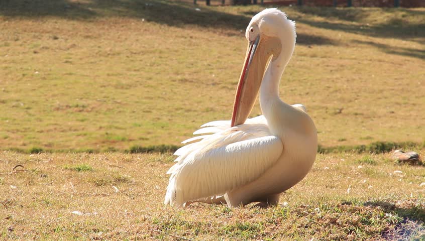 A great white  pelican cleaning its feathers