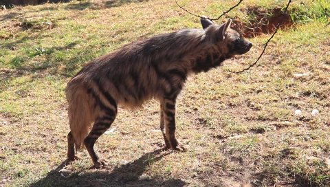 A hyena standing and looking around as if it is scouting of food