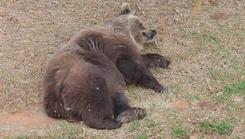 A  brown bear resting on the grass, it moves it paw towards its face 
