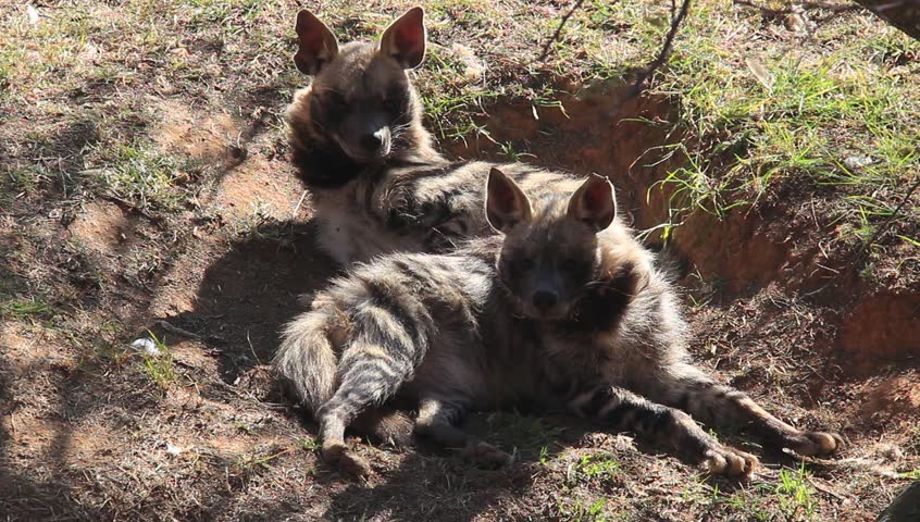Two striped hyenas  resting in a shallow hole at a zoo in Johannesburg