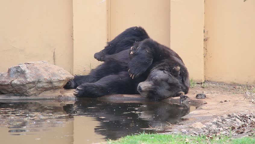 A brown bear sleeping next to its pool in Johannesburg Zoo
