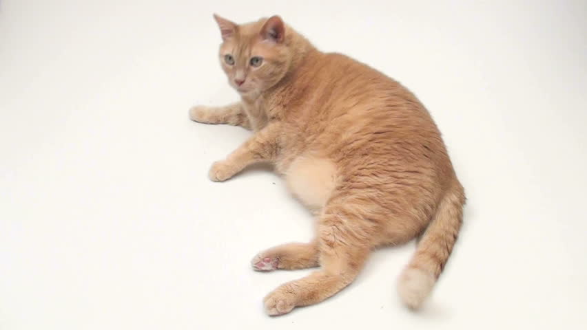 fat tabby cat orange